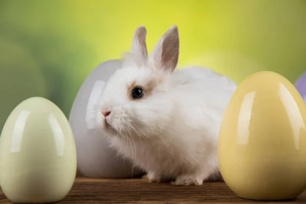 Baby Kanin Och Ägg Påsk Bakgrund — Stockfoto