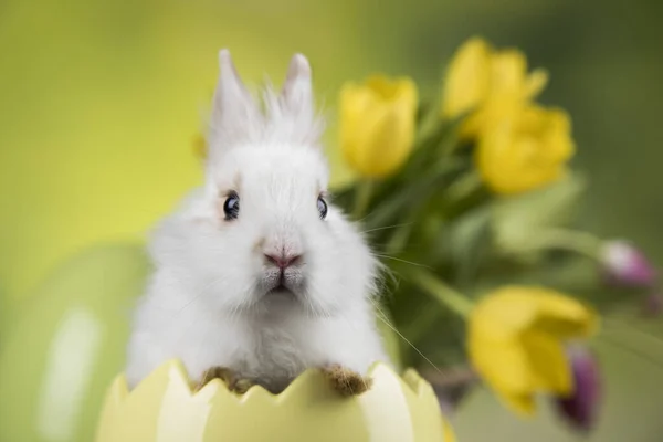 Malý Zajíček Šťastný Velikonoční Pozadí — Stock fotografie