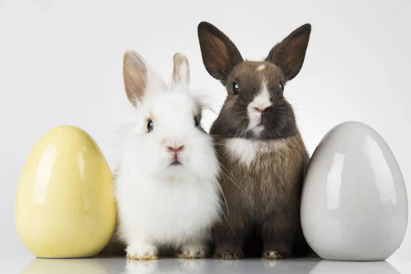 Αυγά Animal Baby Bunny Χαρούμενο Φόντο Πάσχα — Φωτογραφία Αρχείου