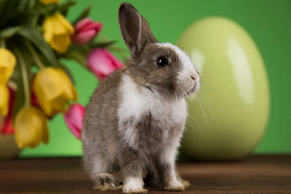 ウサギ 幸せなイースターの背景 — ストック写真
