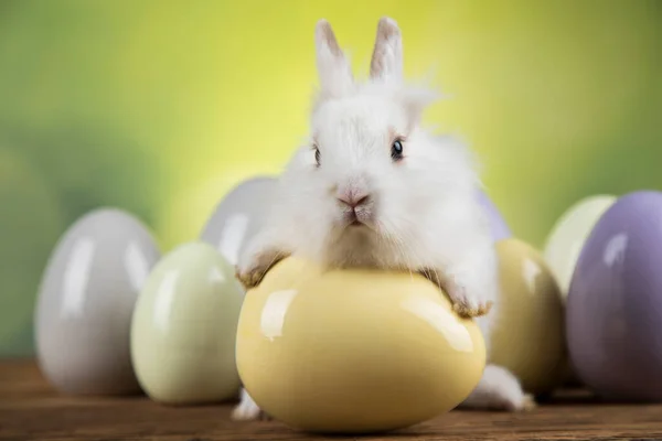 Conejito Bebé Huevo Fondo Pascua — Foto de Stock