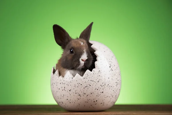 Yavru Tavşan Yumurta Paskalya Arkaplanı — Stok fotoğraf