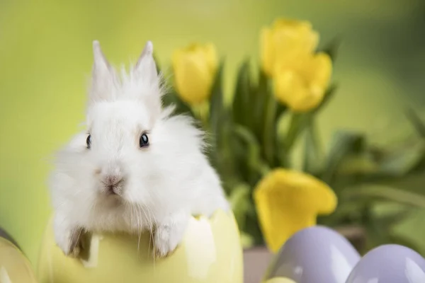 Ägg Lilla Kanin Glad Påsk Bakgrund — Stockfoto