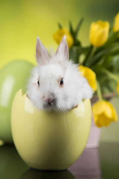 Baby Hase Und Osterhintergrund — Stockfoto