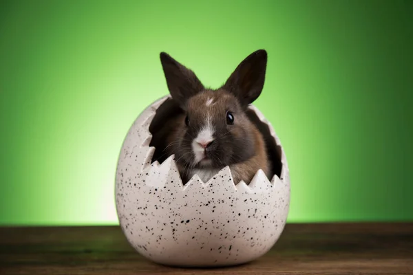 ウサギ ウサギ イースターエッグ — ストック写真