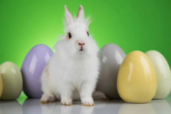 Ägg Lilla Kanin Glad Påsk Bakgrund — Stockfoto