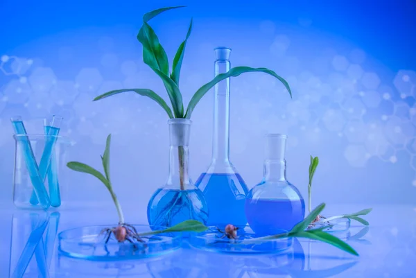 Plantenlaboratorium Experimenteel Chemisch Glaswerk — Stockfoto