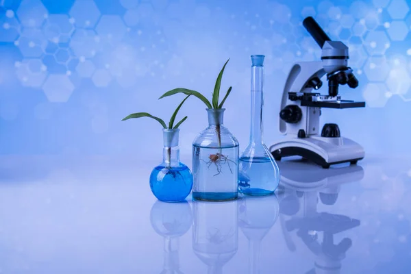 Plant Laboratory Experimental Chemical Glassware — Stock Photo, Image