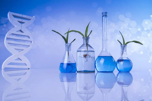 Glaswerk Voor Chemisch Gebruik Genetisch Gemodificeerde Plant — Stockfoto