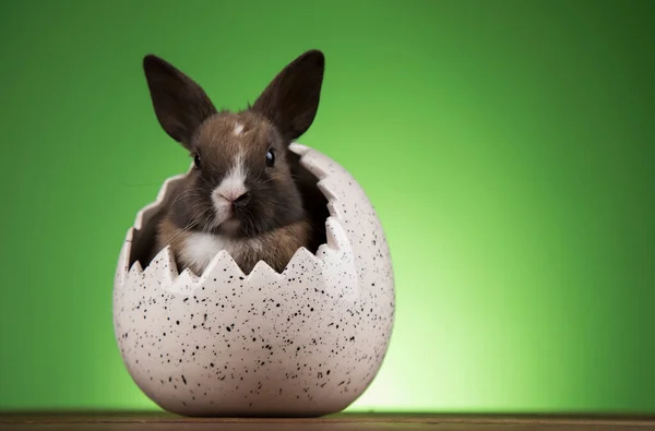 Yumurta Küçük Tavşancık Mutlu Paskalya Arkaplanları — Stok fotoğraf