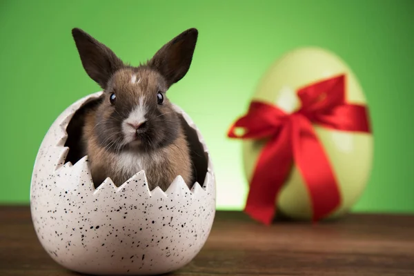 Baby Hase Und Osterhintergrund — Stockfoto