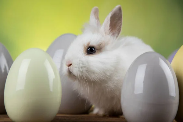 赤ちゃんウサギと卵イースターの背景 — ストック写真