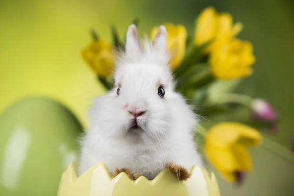 ウサギ 幸せなイースターの背景 — ストック写真