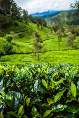 Taze çay yapraklarını kapatın.