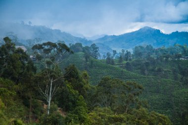Sri Lanka 'daki taze yeşil çay çiftliği.