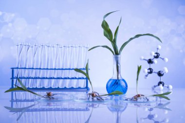 Kimyasal laboratuvar cam eşyalar, genetiği değiştirilmiş tesis.