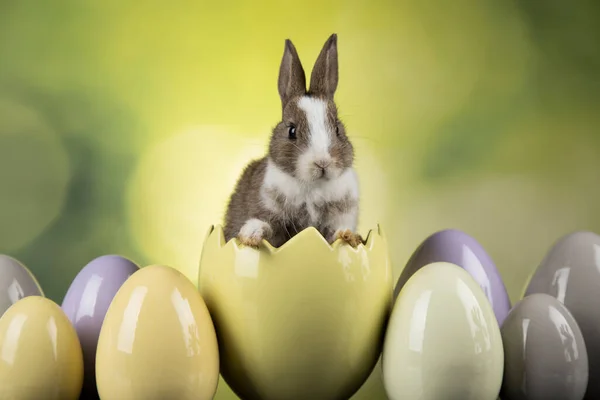 Pequeño Conejito Feliz Pascua Fondo —  Fotos de Stock