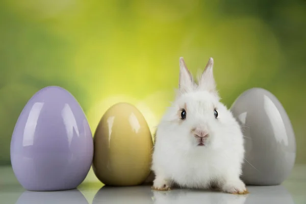 Baby Bunny Egg Easter Background — Stock Photo, Image