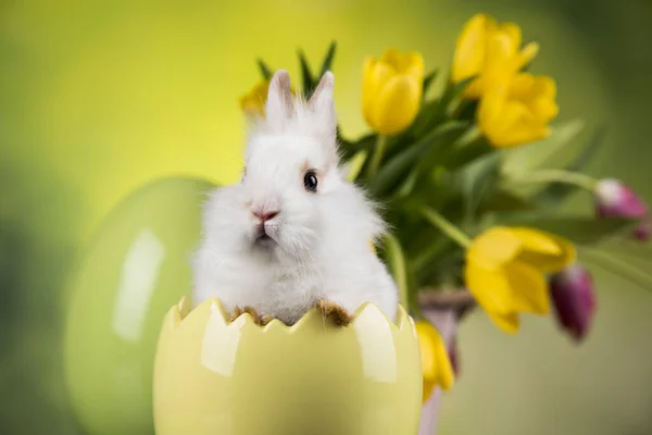 Œuf Petit Lapin Fond Pâques Heureux — Photo