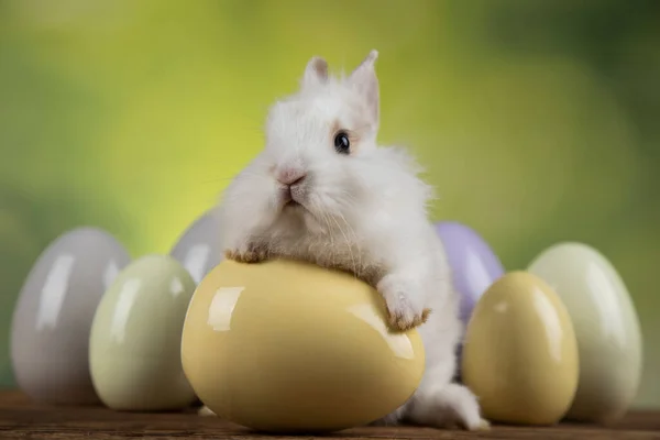 Coniglio Coniglio Uova Pasqua — Foto Stock