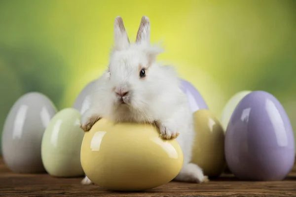 Rabbit Bunny Easter Eggs — Stock Photo, Image