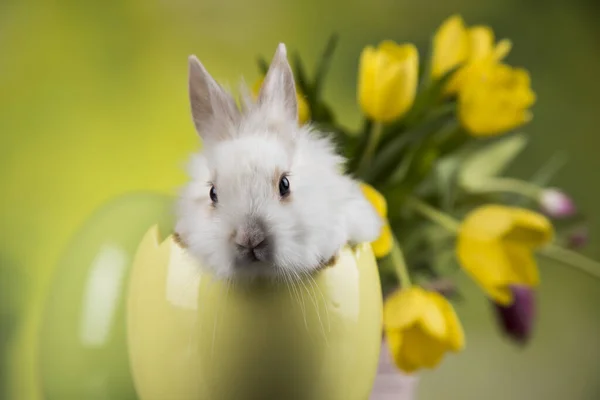 Baby Konijntje Pasen Achtergrond — Stockfoto