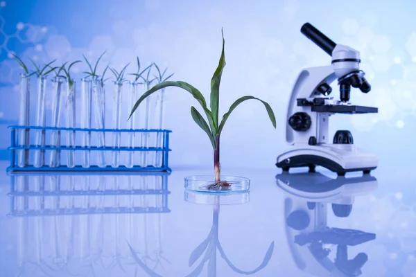 Növény Egy Kémcsőben Tudós — Stock Fotó