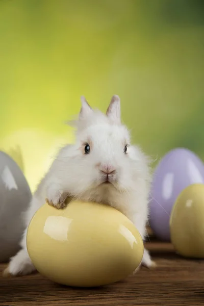 Kanin Kanin Och Påskägg — Stockfoto