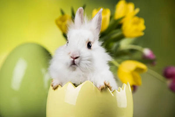 Kleiner Hase Fröhlicher Osterhintergrund — Stockfoto