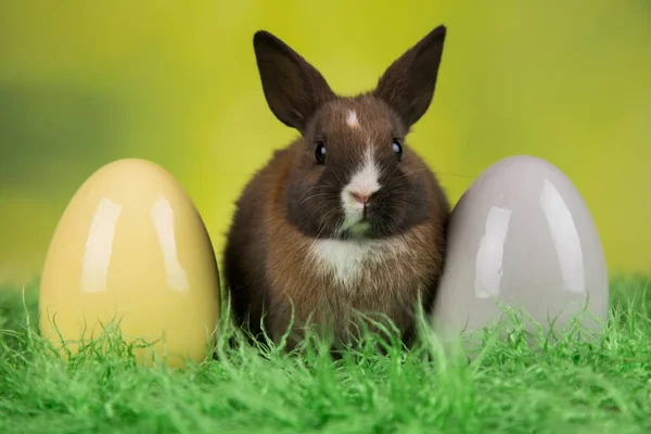 Eieren Dier Baby Konijn Gelukkig Pasen Achtergrond — Stockfoto