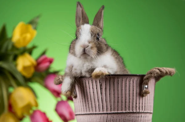 Vår Baby Kanin Glad Påsk Bakgrund — Stockfoto