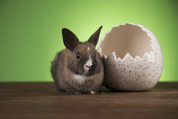 Baby Kanin Och Ägg Påsk Bakgrund — Stockfoto