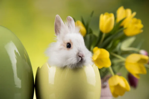 Ägg Lilla Kanin Glad Påsk Bakgrund — Stockfoto