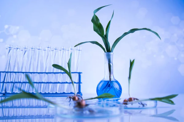 Biotechnologieconcept Experimenteel Laboratorium Voor Planten — Stockfoto