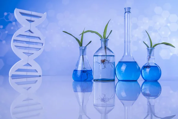 Dna Pflanzenlabor Experimentell Chemische Gläser — Stockfoto