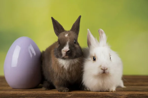 Αυγά Animal Baby Bunny Χαρούμενο Φόντο Πάσχα — Φωτογραφία Αρχείου