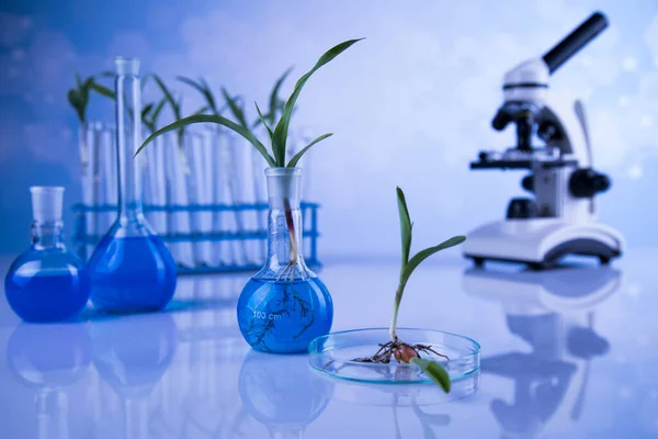 Pflanzenlabor Experimentelle Chemische Gläser — Stockfoto