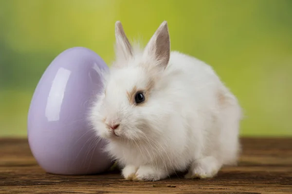 Eggs,Animal Baby bunny, happy easter background