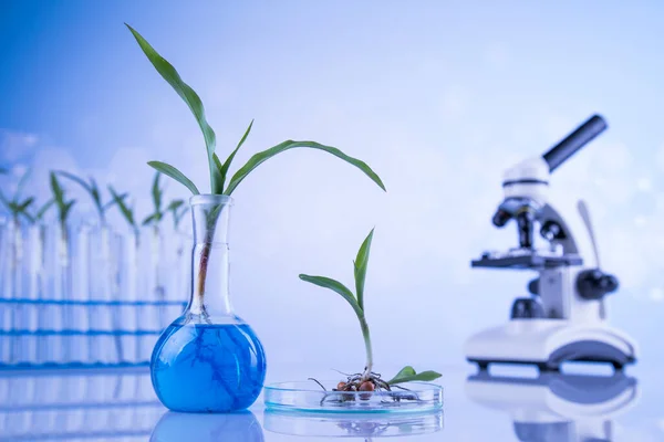 Glaswerk Voor Chemisch Gebruik Genetisch Gemodificeerde Plant — Stockfoto