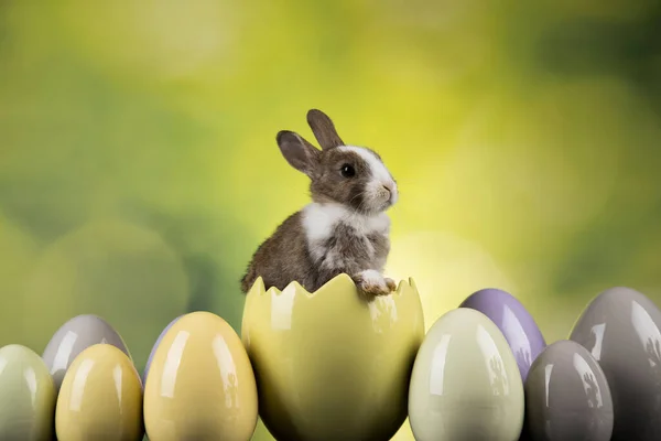 Яйцо Маленький Зайчик Счастливого Пасхального Фона — стоковое фото