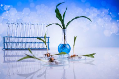 Laboratuvar camları, genetiği değiştirilmiş bitkiler.