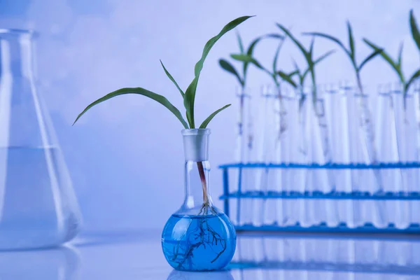 Laboratório Experimental Plantas Vidros Químicos — Fotografia de Stock