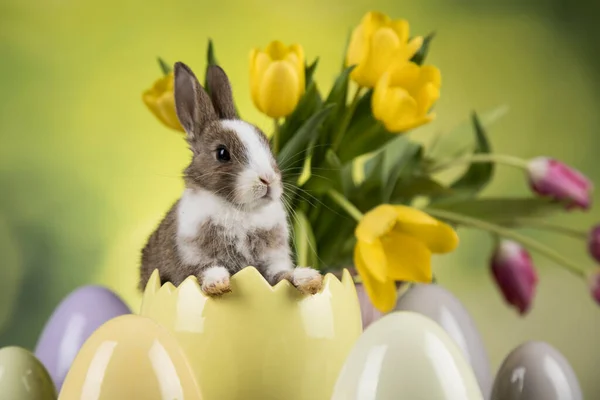 Ägg Lilla Kanin Glad Påsk Bakgrund — Stockfoto