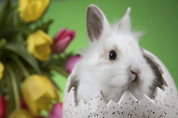 Klein Konijntje Blije Paasachtergrond — Stockfoto