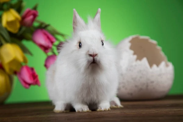 Vejce Malý Zajíček Šťastné Velikonoční Pozadí — Stock fotografie