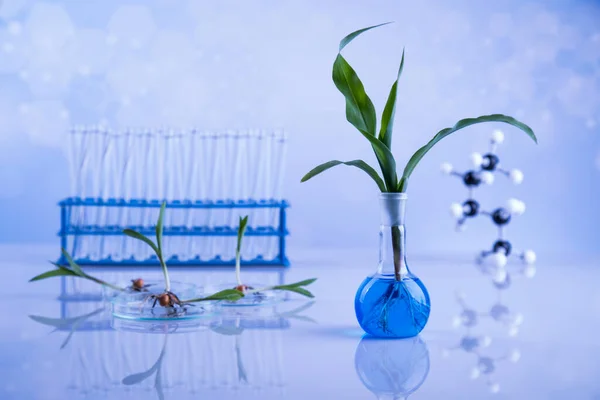 Concepto Biotecnología Laboratorio Plantas Experimentales — Foto de Stock