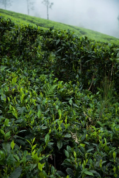 Świeża Plantacja Zielonej Herbaty Sri Lance — Zdjęcie stockowe