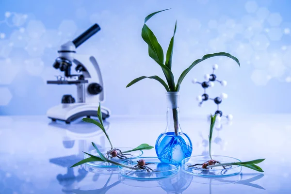 Plant Laboratory Experimental Chemical Glassware — Stock Photo, Image