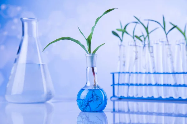 Instalação Num Tubo Ensaio Cientista — Fotografia de Stock