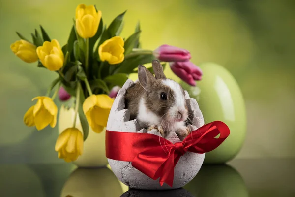 Vejce Malý Zajíček Šťastné Velikonoční Pozadí — Stock fotografie